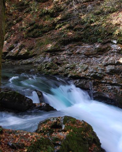 The turquoise Radovna river running through the mossy rock walls of Vintgar Gorge near Bled.
