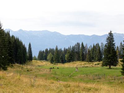 Pokljuka