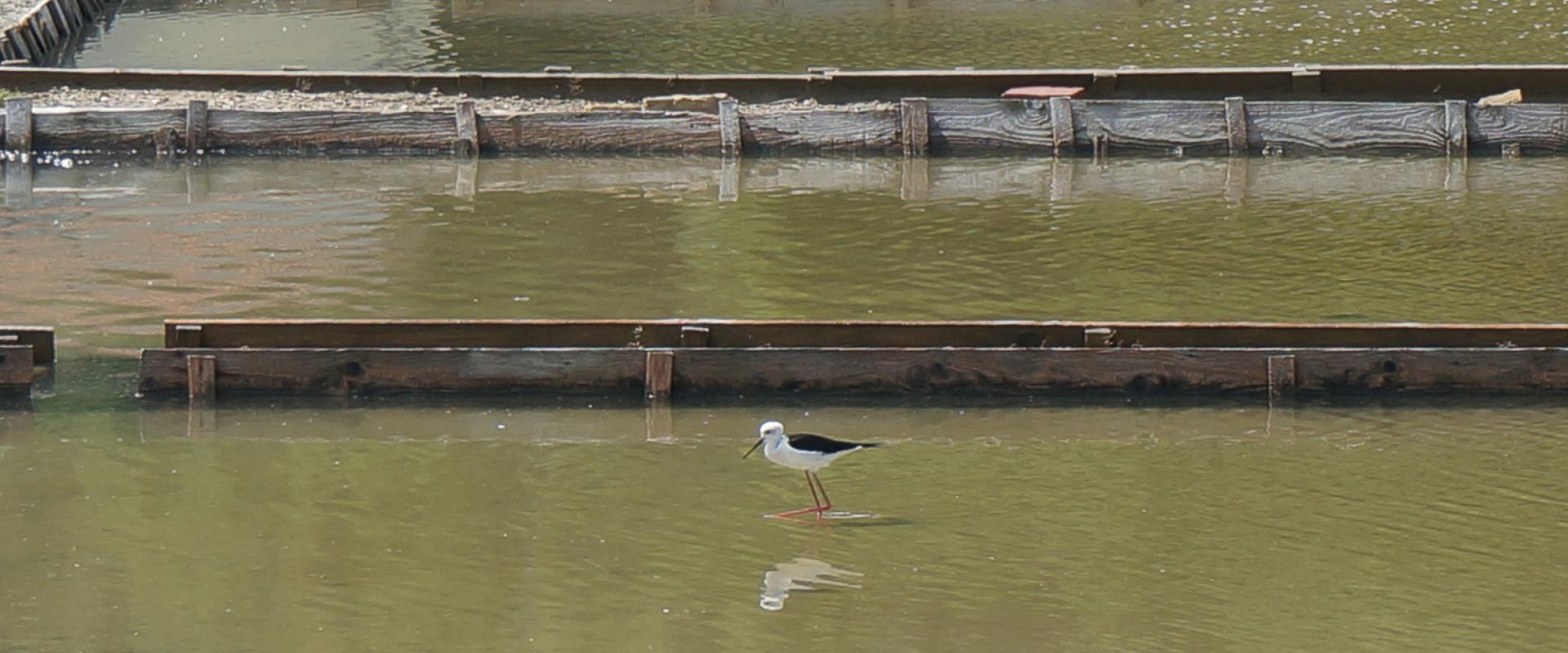 Strunjan Nature Park