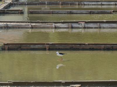 A black-winged stilt wading bird stands in shallow, greenish water within a series of rectangular, wooden-divided salt evaporation ponds.