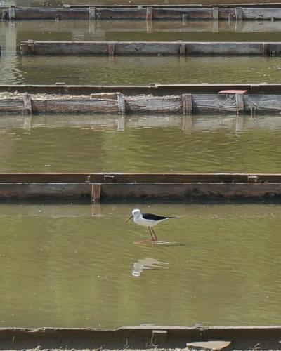 A black-winged stilt wading bird stands in shallow, greenish water within a series of rectangular, wooden-divided salt evaporation ponds.