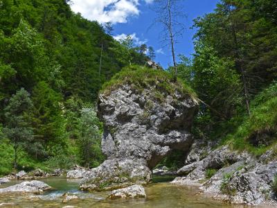 A large, grey limestone boulder with a natural archway at its base, situated in a shallow river within a forested gorge, with a dead tree growing from its top.
