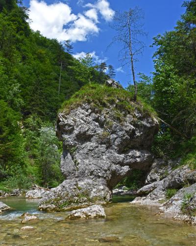A large, grey limestone boulder with a natural archway at its base, situated in a shallow river within a forested gorge, with a dead tree growing from its top.
