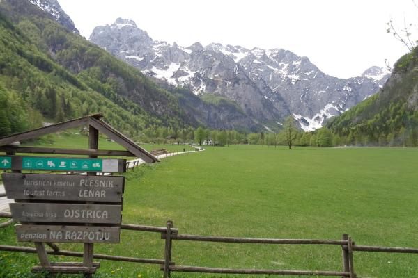 Logarska Dolina Alpine Meadow