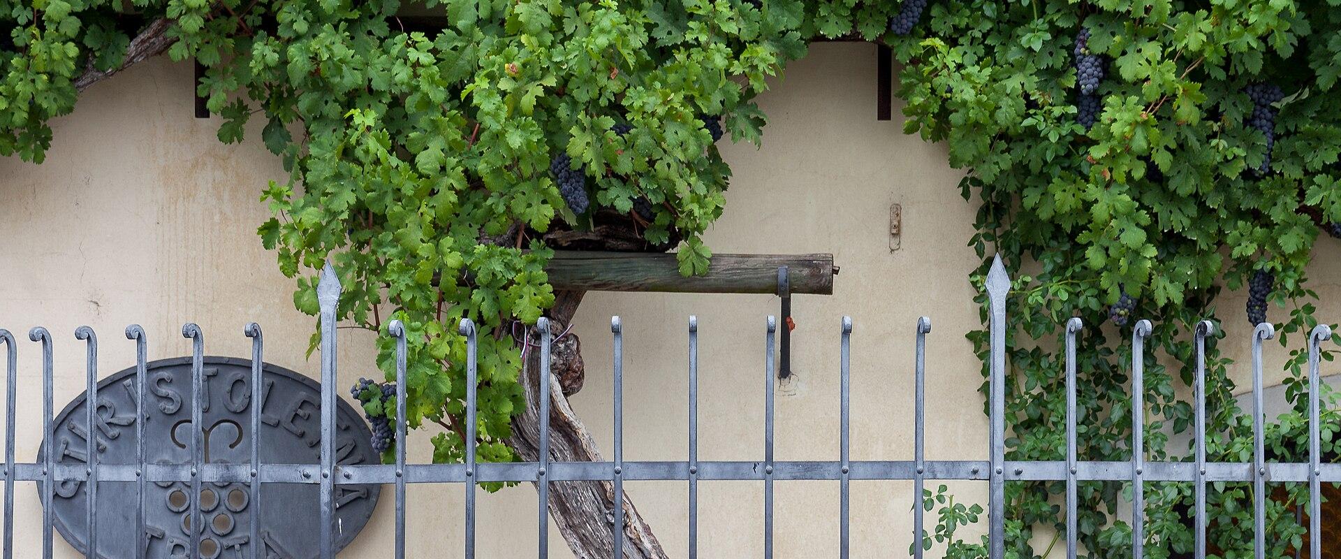 World’s Oldest Grapevine (House Of The Oldest Vine)