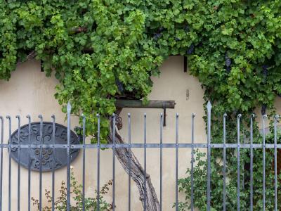 A large, gnarled grapevine with green leaves and clusters of dark grapes growing against a beige building wall, enclosed by a metal fence with a plaque reading "STARA TRTA".
