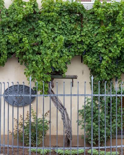 A large, gnarled grapevine with green leaves and clusters of dark grapes growing against a beige building wall, enclosed by a metal fence with a plaque reading "STARA TRTA".