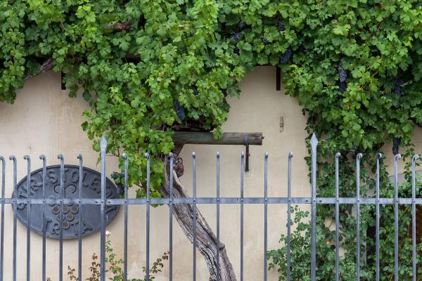 World’s Oldest Grapevine (House Of The Oldest Vine)