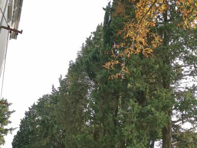 A row of tall cypress trees lining a paved path next to a building, with a "PRIVAT" sign visible.