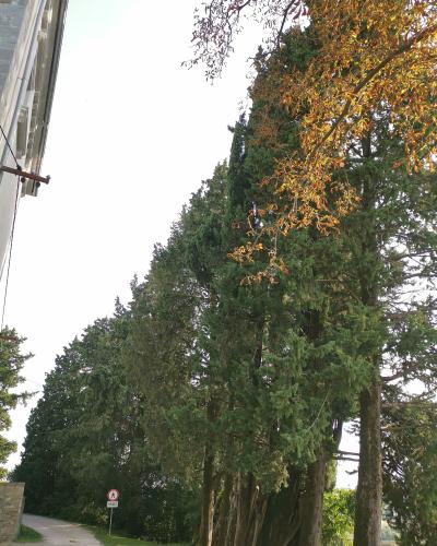 A row of tall cypress trees lining a paved path next to a building, with a "PRIVAT" sign visible.