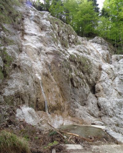 A small waterfall cascading down a light-colored, travertine-covered rock face into a small pool, surrounded by green trees and forest debris.