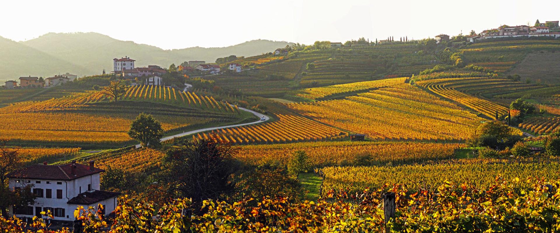 Autumn vineyards on the hills of Goriška Brda