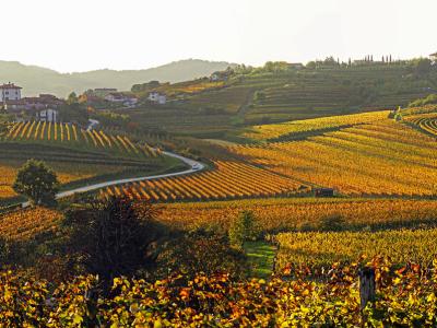 Autumn vineyards on the hills of Goriška Brda