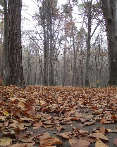 Maribor - Pustolovski Park (8656251950)