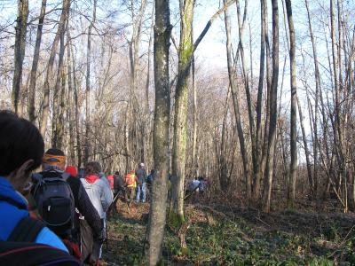 Walkers among the oaks of the Krakovo forest near Kostanjevica na Krki
