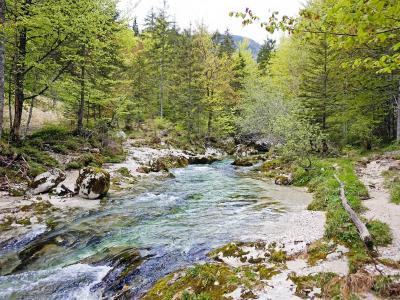 The Mostnica stream in its forested gorge near Stara Fužina