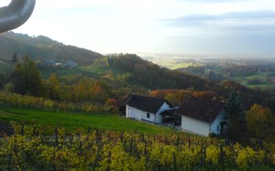 Pastoral Slovenia View vineyards
