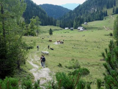 A view of hikers walking along a dirt path through a green alpine meadow with grazing cows and small wooden huts in the background, framed by pine trees.
