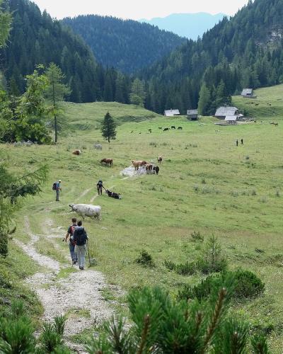 A view of hikers walking along a dirt path through a green alpine meadow with grazing cows and small wooden huts in the background, framed by pine trees.