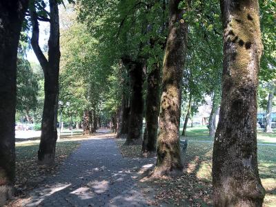 Tree-lined path through the spa park at Dolenjske Toplice.