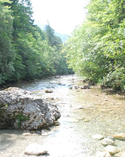 The Iška river running through the forested Iški Vintgar gorge