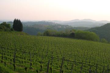 Goriška Brda