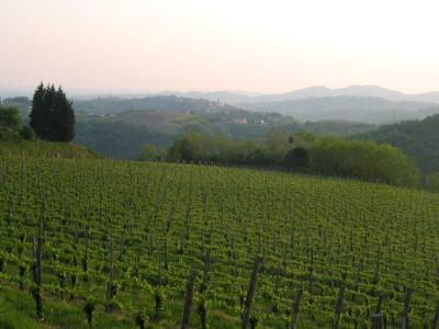Goriška Brda
