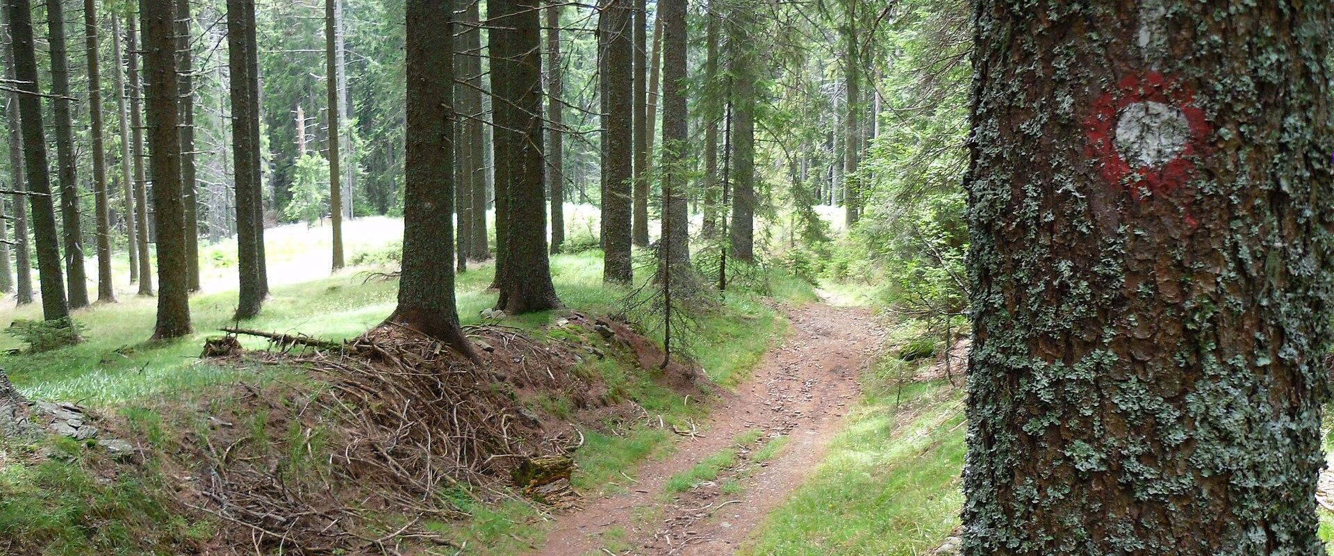 Košenjak Forests