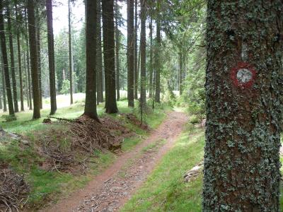 A dirt hiking trail winds through a dense coniferous forest, with a large tree trunk in the foreground marked by a red circular trail blaze.