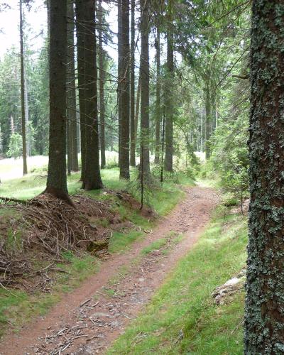 A dirt hiking trail winds through a dense coniferous forest, with a large tree trunk in the foreground marked by a red circular trail blaze.