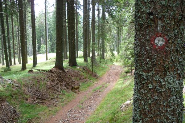 Košenjak Forests