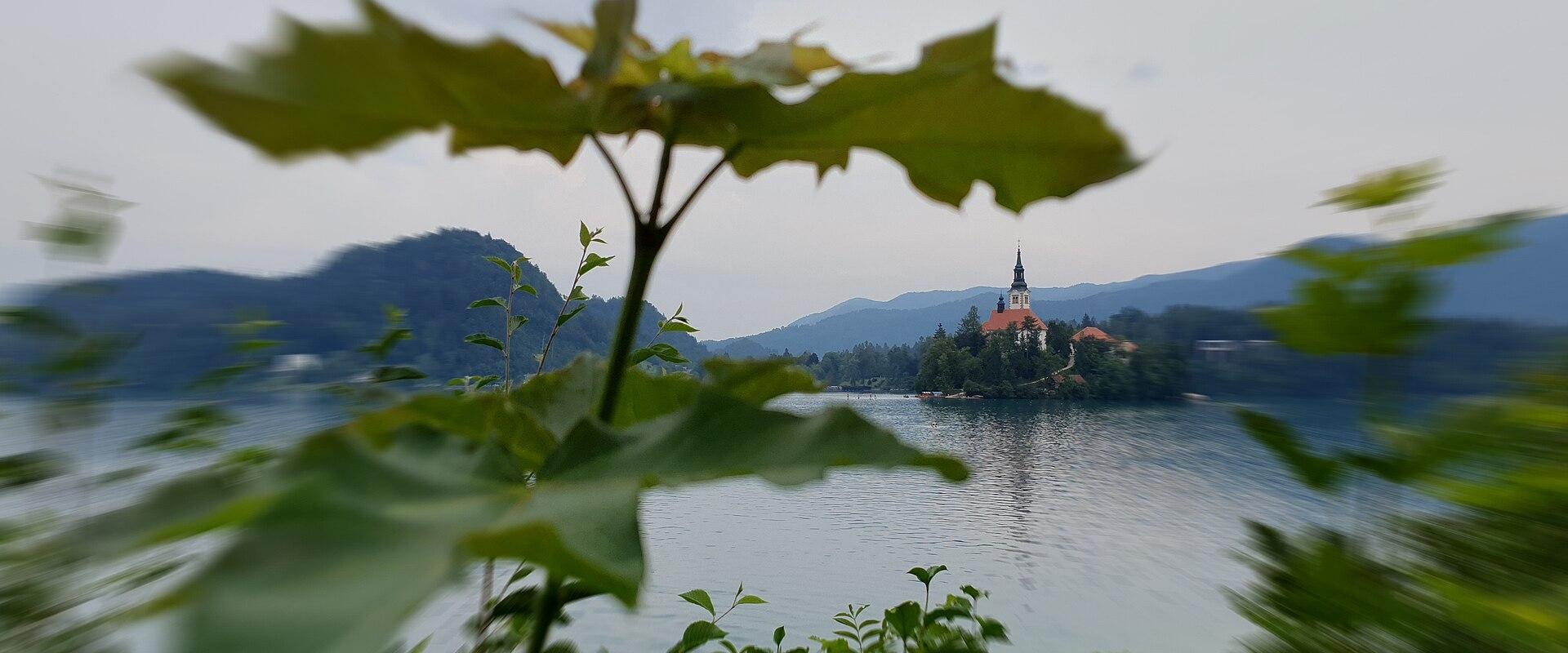 Bograč