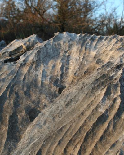 A close-up view of a limestone rock surface featuring deep, parallel grooves and ridges, with trees and a blue sky visible in the background.