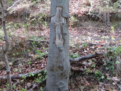 Selo pri Pancah Slovenia - Vodice mass graves tree 2