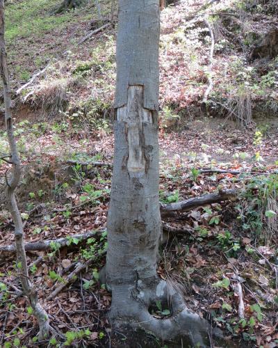 Selo pri Pancah Slovenia - Vodice mass graves tree 2