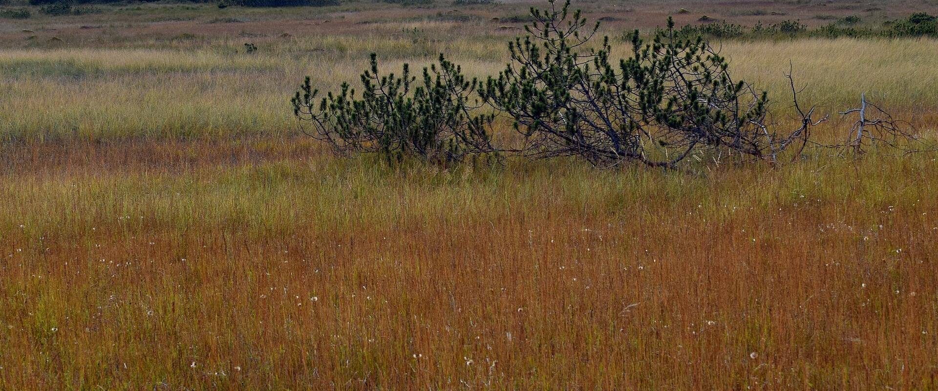 Peat bog