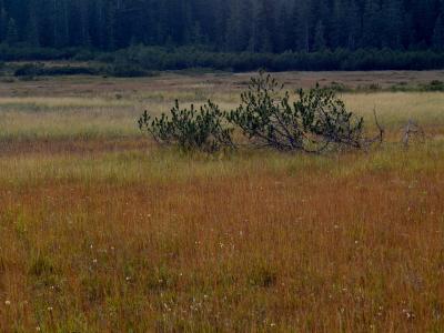 A wide shot of a grassy, marshy meadow with low-lying pine shrubs in the mid-ground and a dense coniferous forest line in the background under an overcast sky.