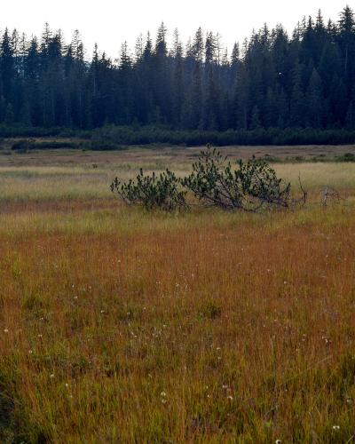 A wide shot of a grassy, marshy meadow with low-lying pine shrubs in the mid-ground and a dense coniferous forest line in the background under an overcast sky.