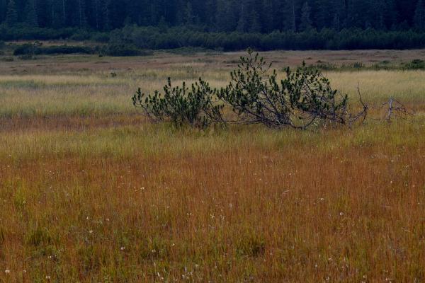 Peat bog