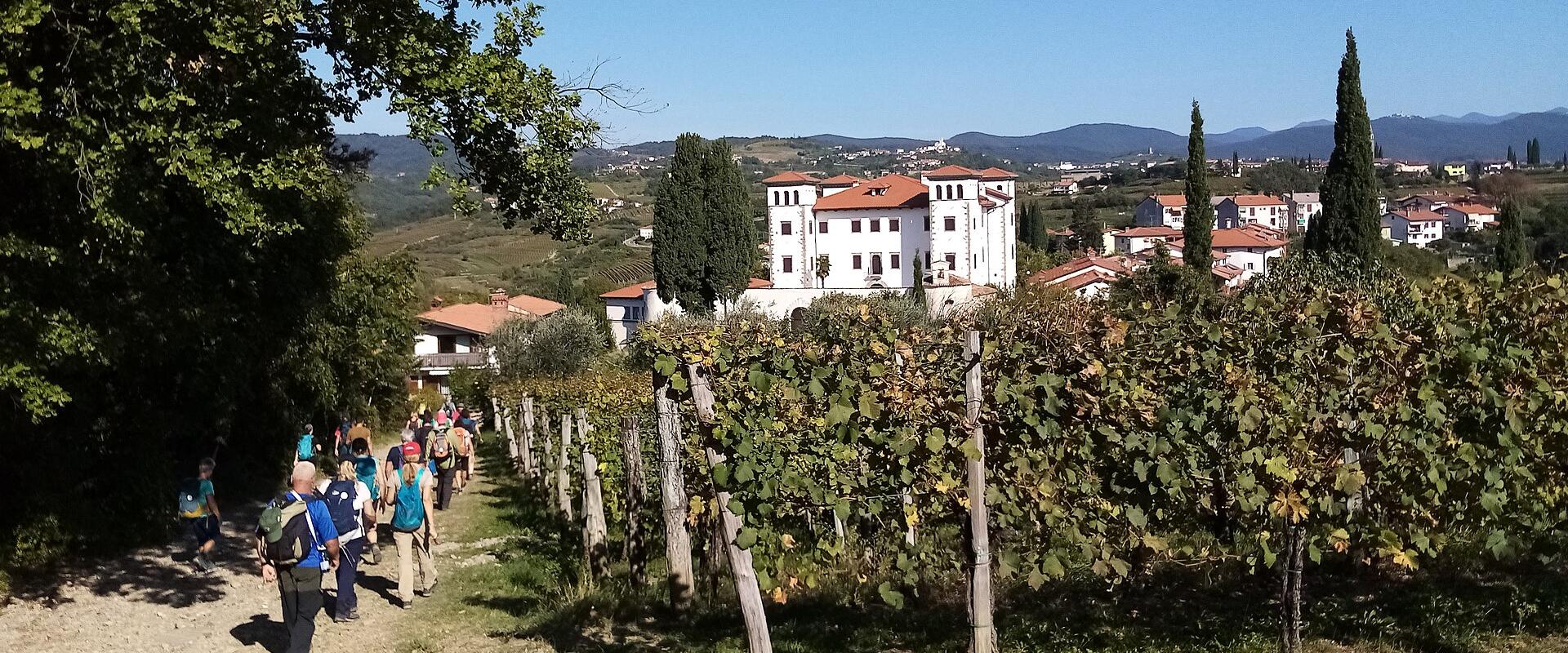 A vineyard path to Šmartno in the Goriška Brda wine hills