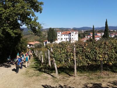A vineyard path to Šmartno in the Goriška Brda wine hills