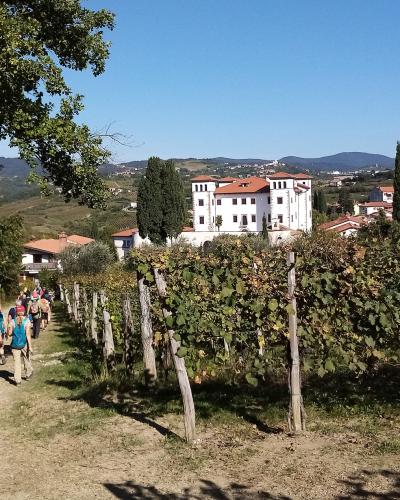 A vineyard path to Šmartno in the Goriška Brda wine hills