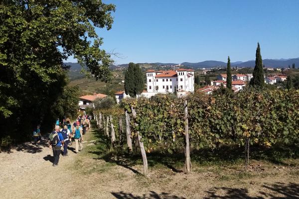 Ščurek