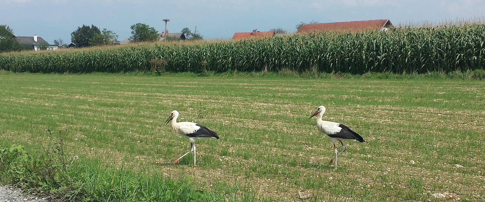 White storks feeding in a Slovenian meadow