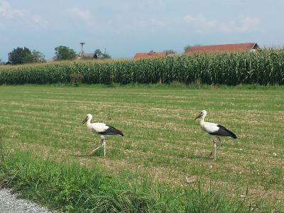 White storks feeding in a Slovenian meadow