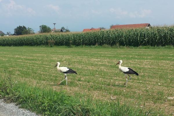 Storks