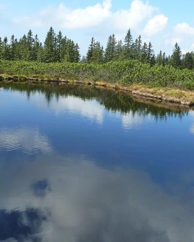 One of the Lovrenc Lakes on the Pohorje plateau reflecting the sky, surrounded by peat bog and spruce forest