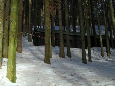 A long, low wooden structure with a green roof is partially visible through a dense forest of tall pine trees, with snow covering the ground in the foreground and background.