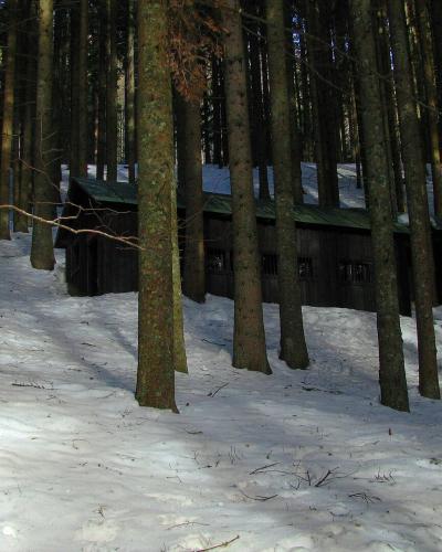A long, low wooden structure with a green roof is partially visible through a dense forest of tall pine trees, with snow covering the ground in the foreground and background.