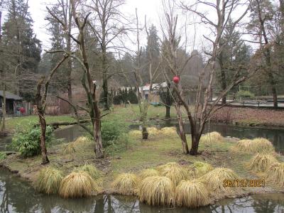 A winter scene of a zoo enclosure featuring a pond, grassy island with ornamental grasses, bare trees, and a red ball hanging from a branch, with a date stamp of 26/12/2021.